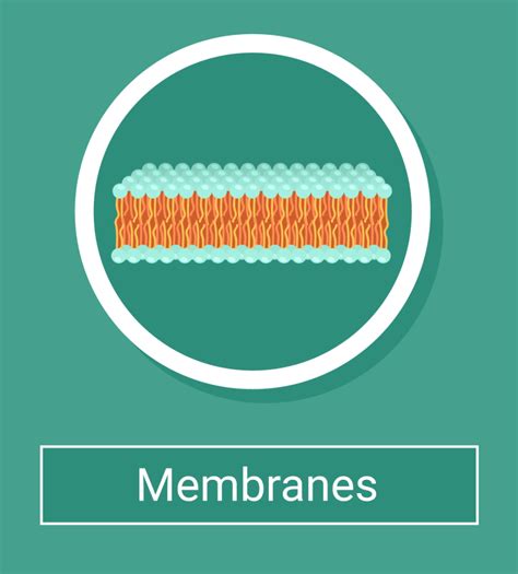 measuring cell membrane thickness|factors affecting cell membrane permeability.